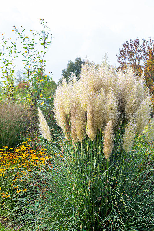 Pampasgras, Cortaderia selloana